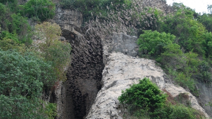 https://mdw-travel-data-us-east-1.s3.amazonaws.com/img/country/Cambodia/Battambang-Bat-Caves/img_05.jpg