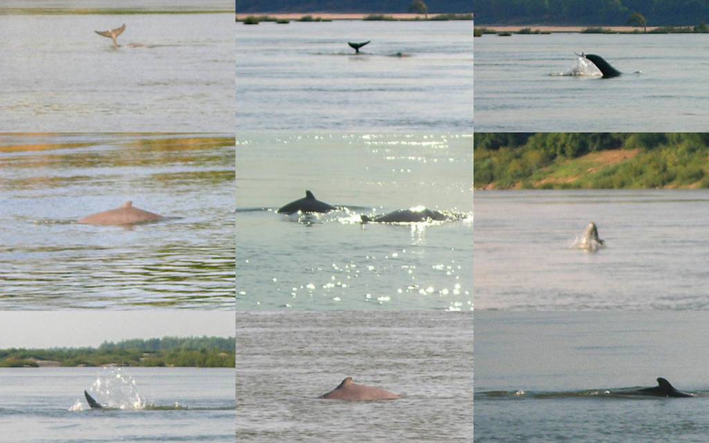 https://mdw-travel-data-us-east-1.s3.amazonaws.com/img/country/Cambodia/Dolphin-Habitat/img_01.jpg