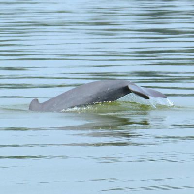 https://mdw-travel-data-us-east-1.s3.amazonaws.com/img/country/Cambodia/Dolphin-Habitat/img_02.jpg