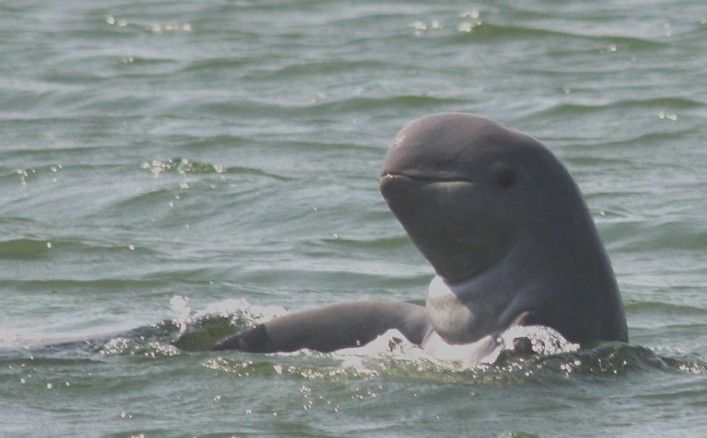 https://mdw-travel-data-us-east-1.s3.amazonaws.com/img/country/Cambodia/Dolphin-Habitat/img_03.jpg