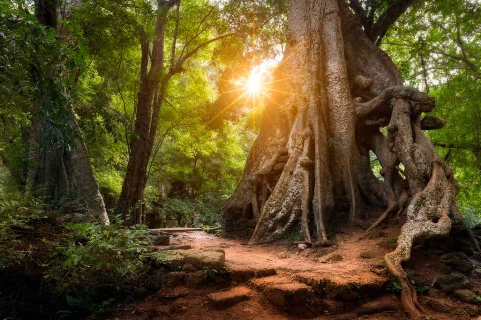 https://mdw-travel-data-us-east-1.s3.amazonaws.com/img/country/Cambodia/Hiking-Trail/img_03.jpg