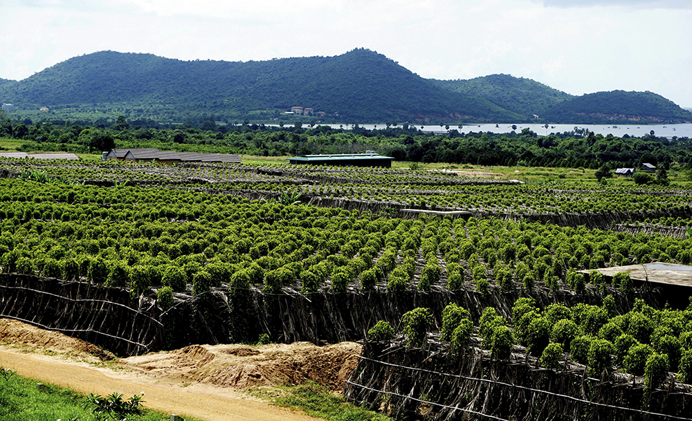 https://mdw-travel-data-us-east-1.s3.amazonaws.com/img/country/Cambodia/Kampot-Pepper-Plantation/img_00.jpg