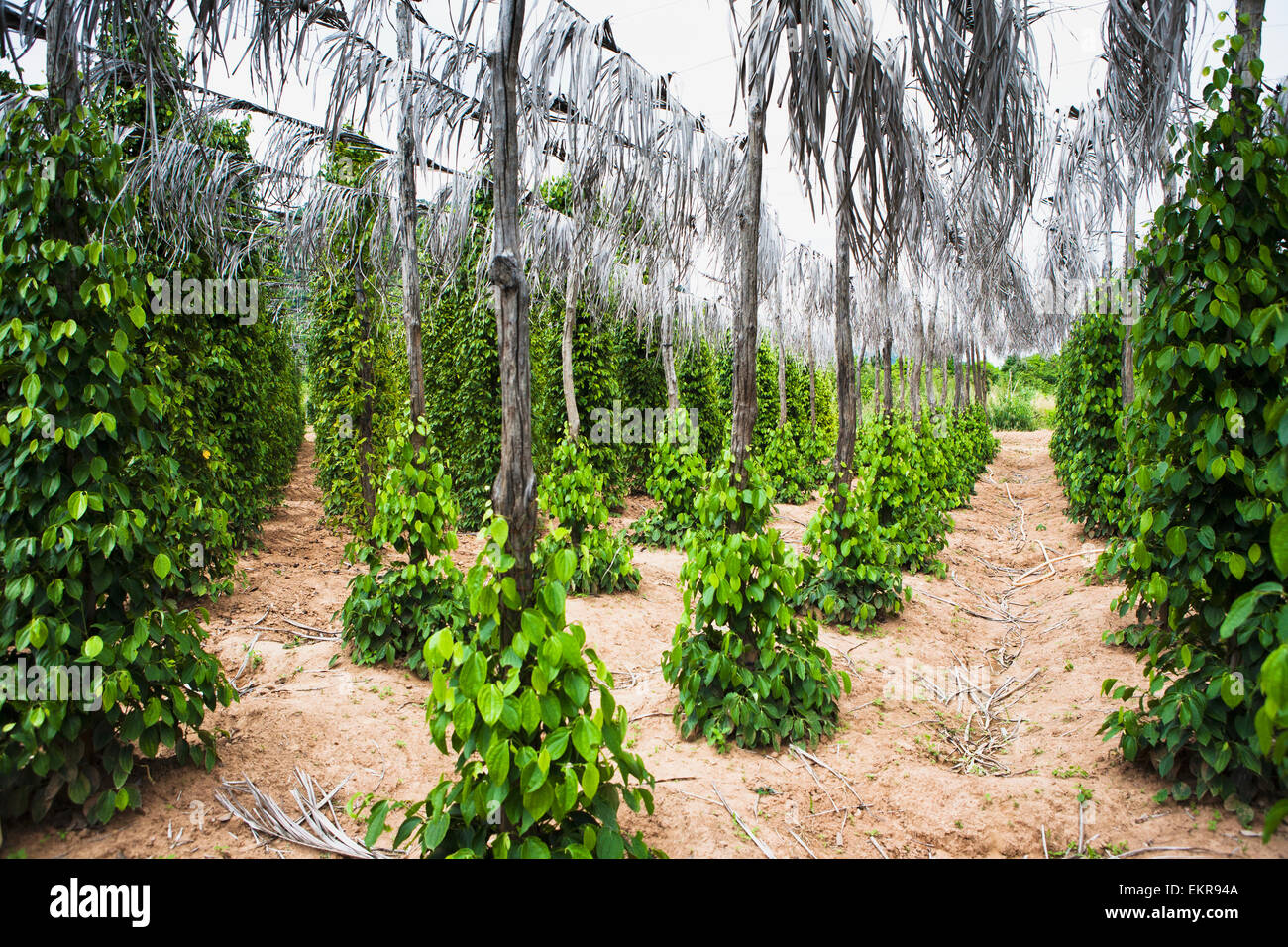 https://mdw-travel-data-us-east-1.s3.amazonaws.com/img/country/Cambodia/Kampot-Pepper-Plantation/img_03.jpg