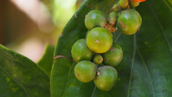https://mdw-travel-data-us-east-1.s3.amazonaws.com/img/country/Cambodia/Kampot-Pepper-Plantations/img_03.jpg