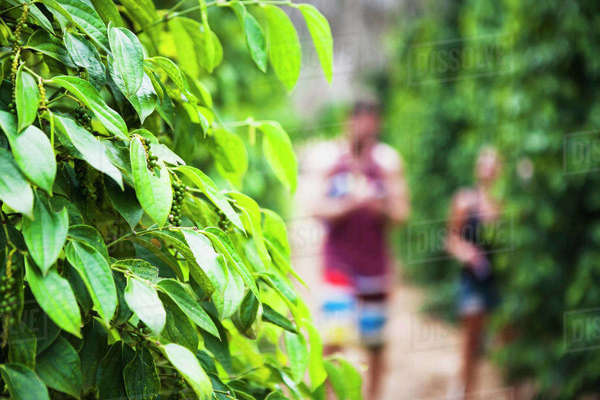 https://mdw-travel-data-us-east-1.s3.amazonaws.com/img/country/Cambodia/Kampot-Pepper-Plantations/img_04.jpg