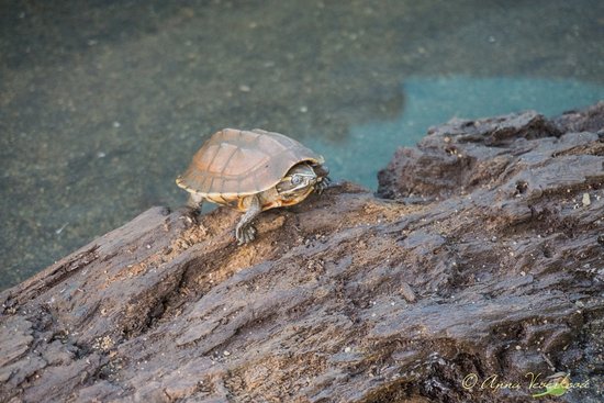 https://mdw-travel-data-us-east-1.s3.amazonaws.com/img/country/Cambodia/Mekong-Turtle-Conservation-Center/img_01.jpg