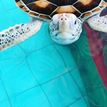 https://mdw-travel-data-us-east-1.s3.amazonaws.com/img/country/Cambodia/Mekong-Turtle-Conservation-Center/img_02.jpg