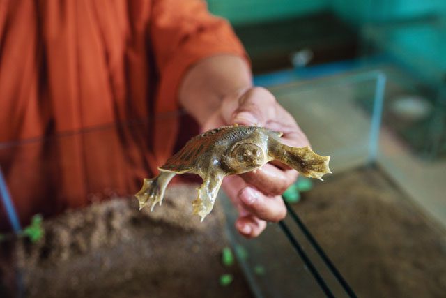 https://mdw-travel-data-us-east-1.s3.amazonaws.com/img/country/Cambodia/Mekong-Turtle-Conservation-Center/img_03.jpg