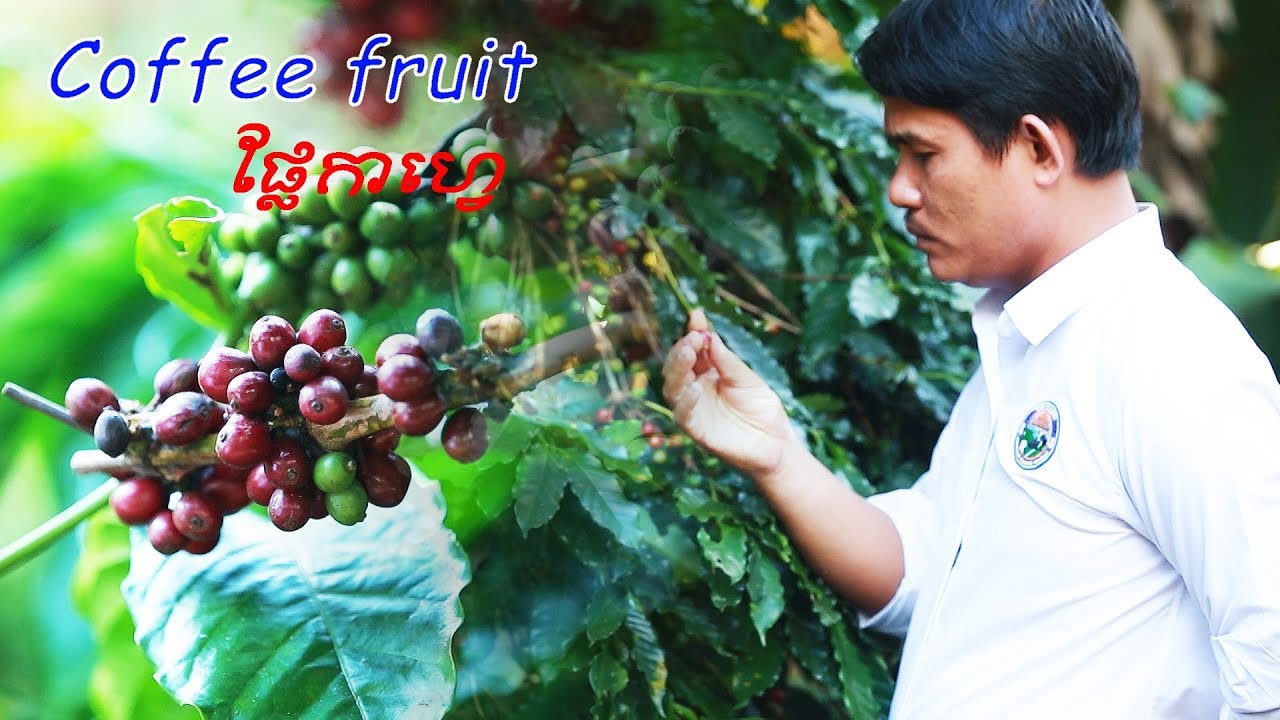 https://mdw-travel-data-us-east-1.s3.amazonaws.com/img/country/Cambodia/Mondulkiri-Coffee-Plantations/img_01.jpg