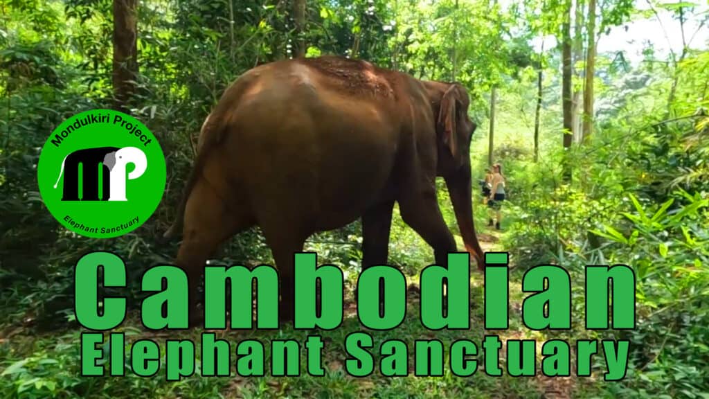 https://mdw-travel-data-us-east-1.s3.amazonaws.com/img/country/Cambodia/Mondulkiri-Elephant-Sanctuary/img_01.jpg