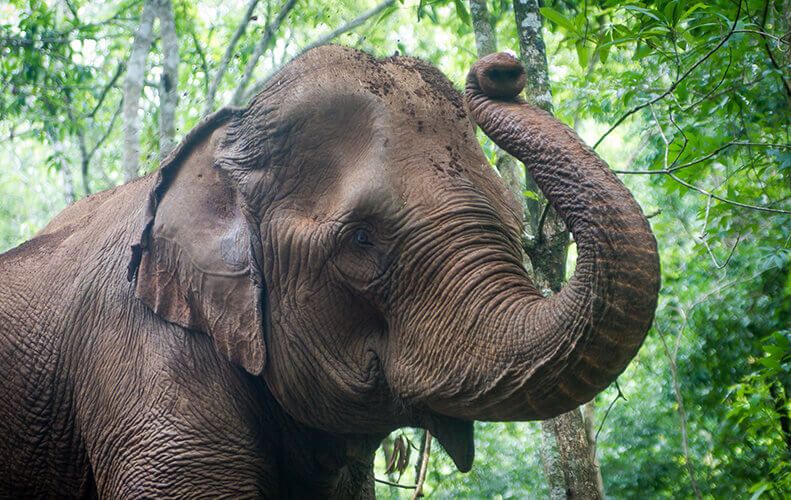 https://mdw-travel-data-us-east-1.s3.amazonaws.com/img/country/Cambodia/Mondulkiri-Elephant-Sanctuary/img_03.jpg