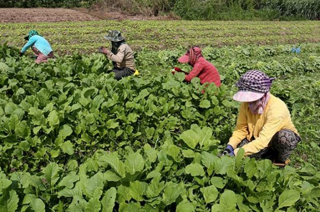 https://mdw-travel-data-us-east-1.s3.amazonaws.com/img/country/Cambodia/Organic-Gardens-&-Farm/img_01.jpg