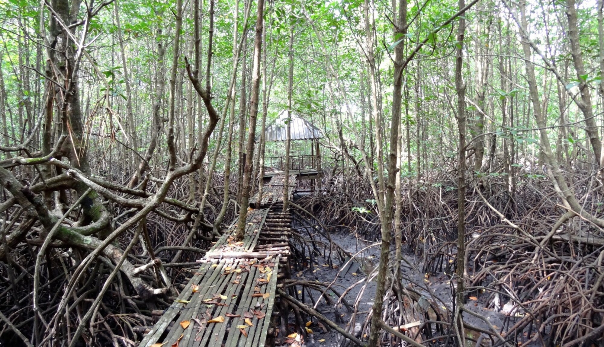 https://mdw-travel-data-us-east-1.s3.amazonaws.com/img/country/Cambodia/Peam-Krasop-Wildlife-Sanctuary-Headquarters/img_03.jpg