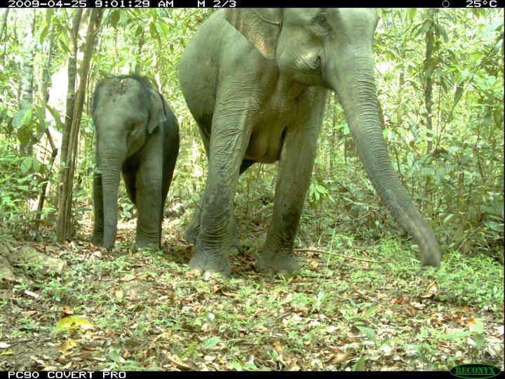 https://mdw-travel-data-us-east-1.s3.amazonaws.com/img/country/Cambodia/Phnom-Prich-Wildlife-Sanctuary/img_01.jpg