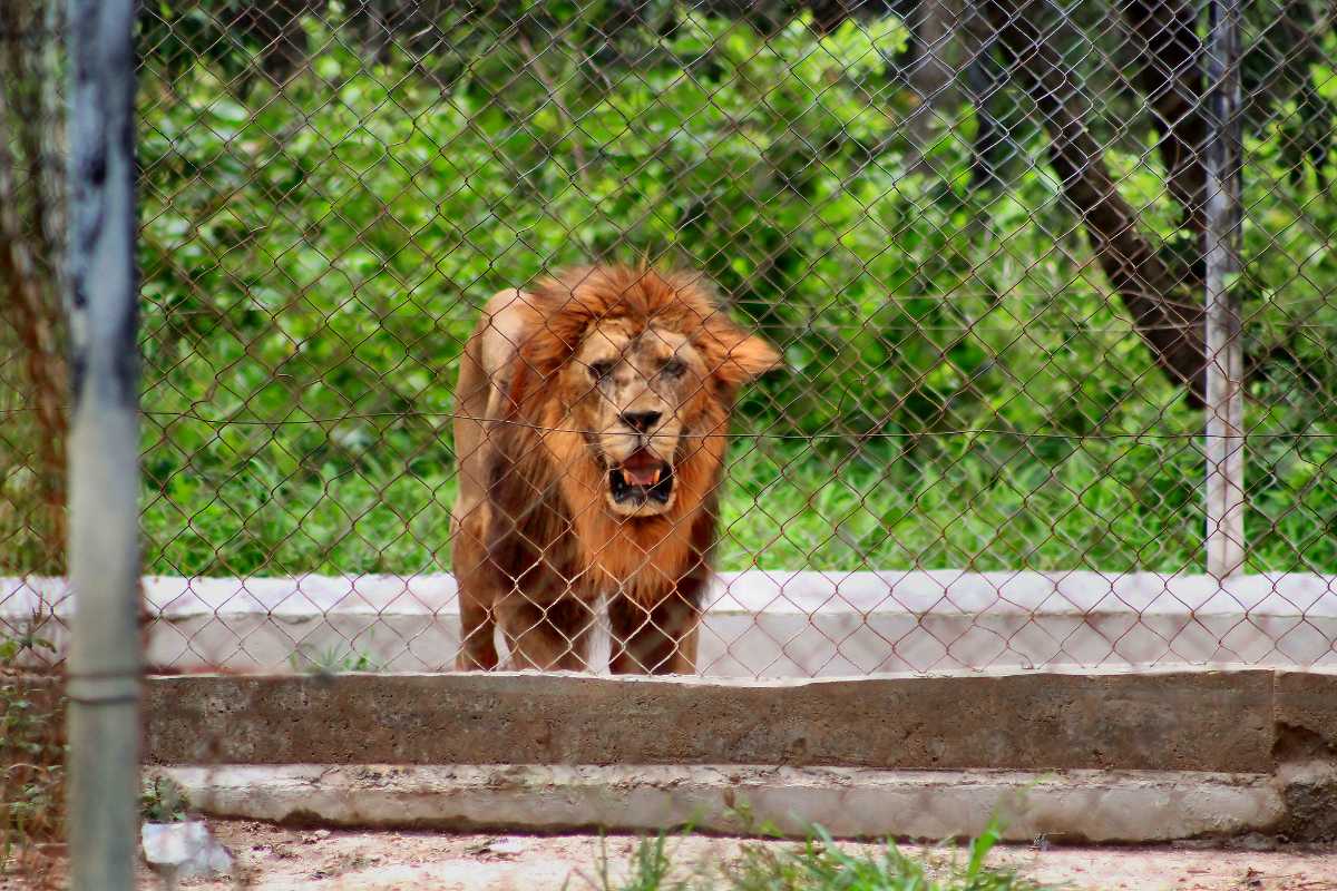 https://mdw-travel-data-us-east-1.s3.amazonaws.com/img/country/Cambodia/Phnom-Tamao-Wildlife-Rescue-Center/img_03.jpg
