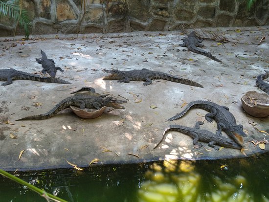 https://mdw-travel-data-us-east-1.s3.amazonaws.com/img/country/Cambodia/The-Snake-House/img_01.jpg