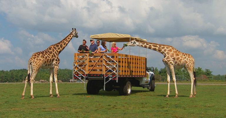 https://mdw-travel-data-us-east-1.s3.amazonaws.com/img/country/Canada/African-Lion-Safari/img_00.jpg