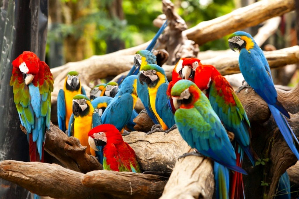 https://mdw-travel-data-us-east-1.s3.amazonaws.com/img/country/Canada/Bird-Kingdom/img_01.jpg