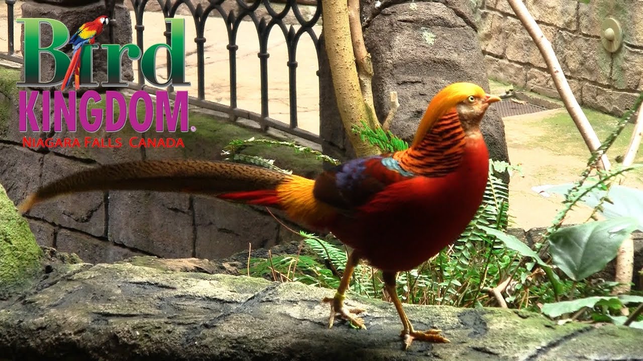 https://mdw-travel-data-us-east-1.s3.amazonaws.com/img/country/Canada/Bird-Kingdom/img_02.jpg