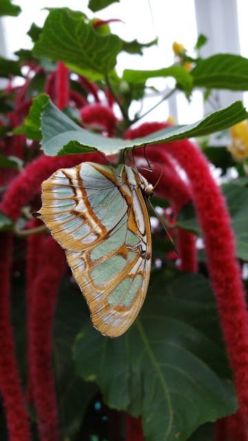 https://mdw-travel-data-us-east-1.s3.amazonaws.com/img/country/Canada/Butterfly-Conservatory/img_03.jpg