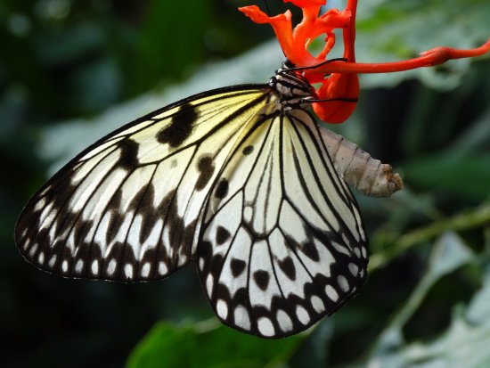 https://mdw-travel-data-us-east-1.s3.amazonaws.com/img/country/Canada/Butterfly-Gardens/img_03.jpg