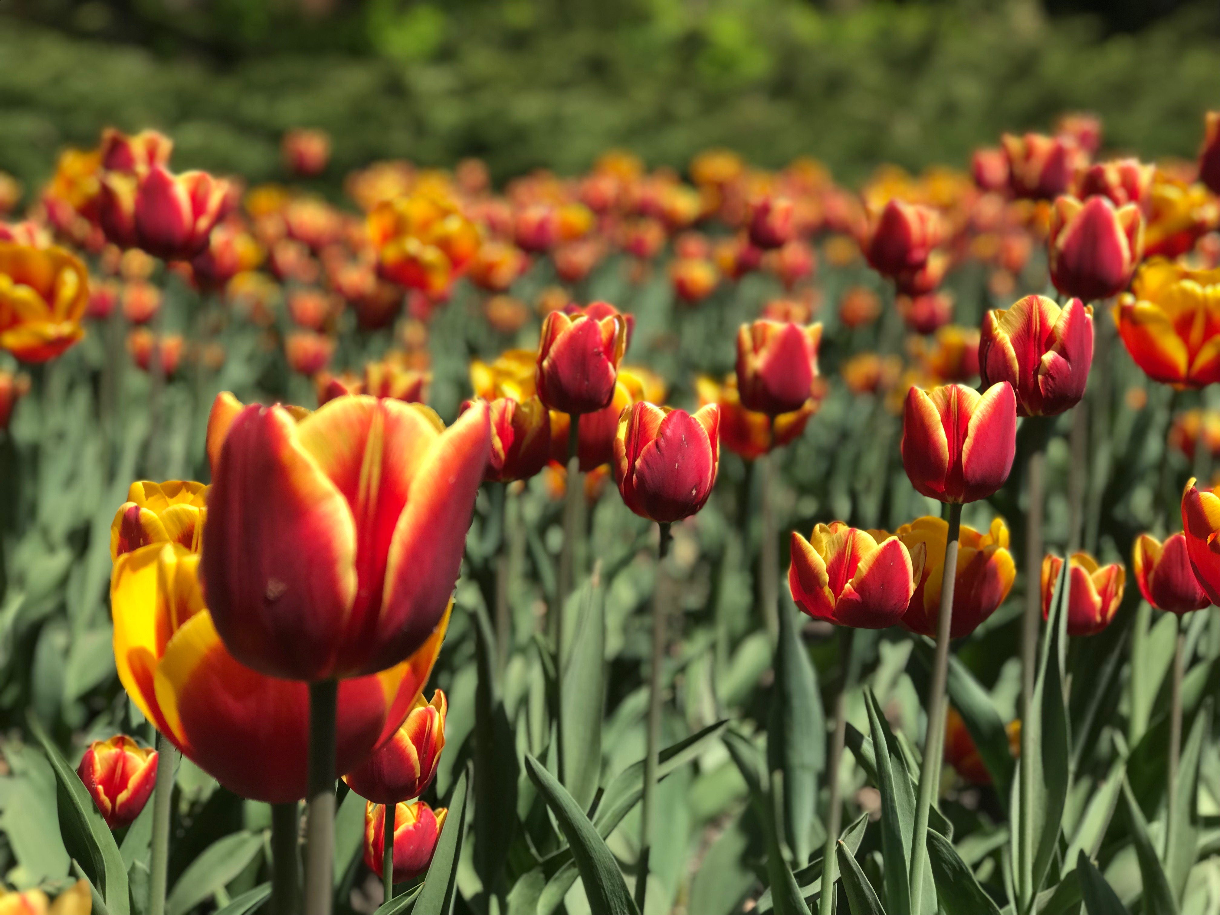 https://mdw-travel-data-us-east-1.s3.amazonaws.com/img/country/Canada/Canadian-Tulip-Festival/img_02.jpg