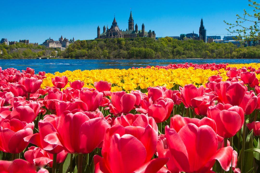 https://mdw-travel-data-us-east-1.s3.amazonaws.com/img/country/Canada/Canadian-Tulip-Festival/img_03.jpg