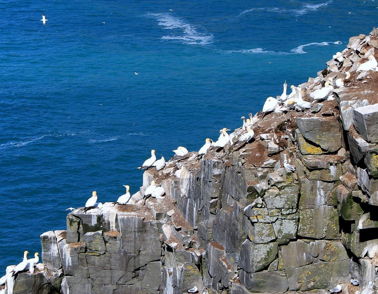 https://mdw-travel-data-us-east-1.s3.amazonaws.com/img/country/Canada/Cape-St-Marys-Ecological-Reserve/img_02.jpg