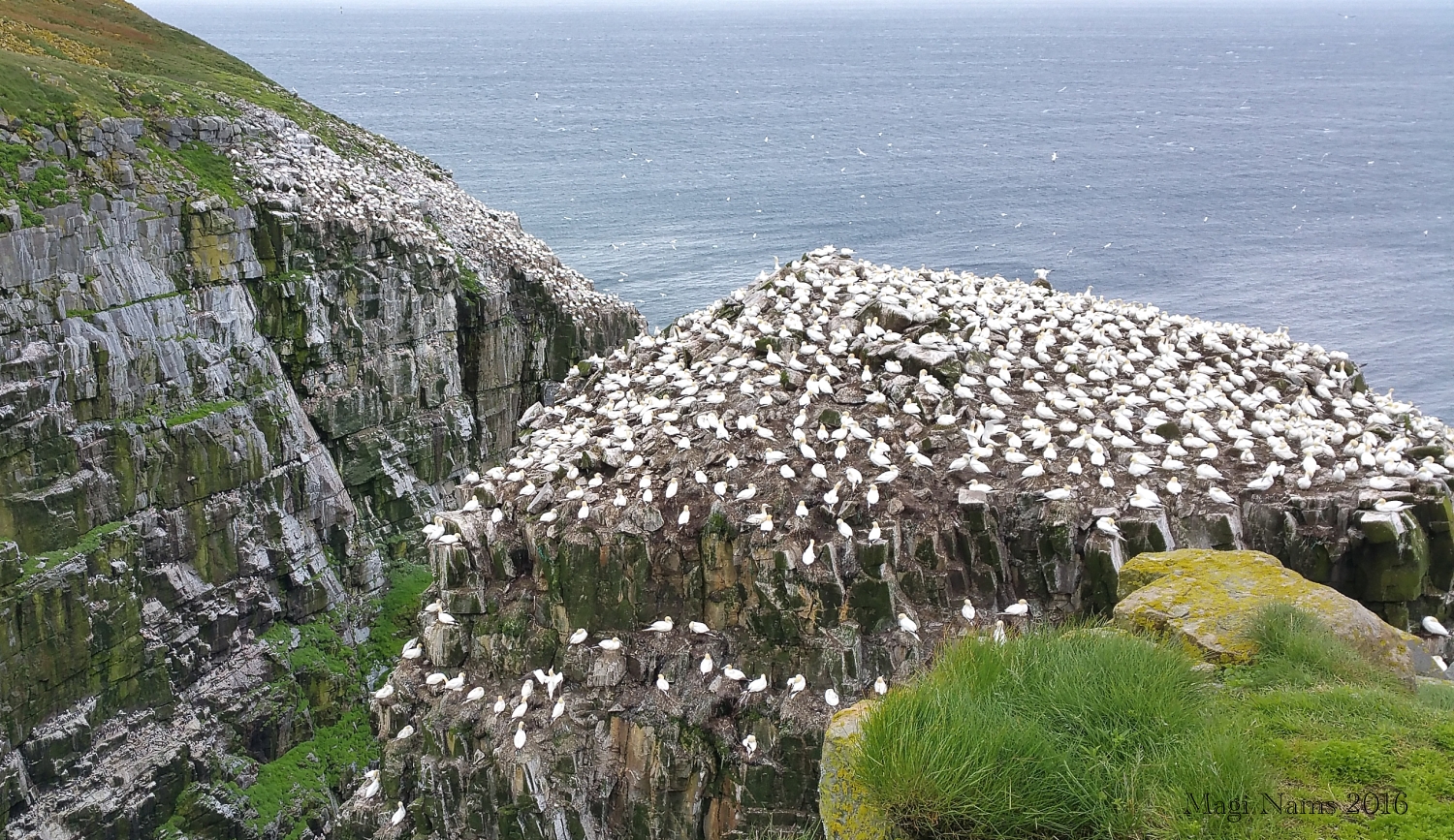 https://mdw-travel-data-us-east-1.s3.amazonaws.com/img/country/Canada/Cape-St-Marys-Ecological-Reserve/img_04.jpg