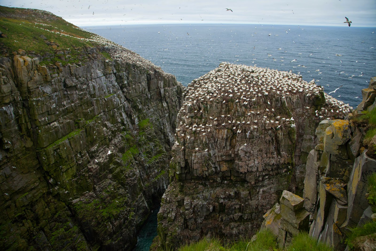 https://mdw-travel-data-us-east-1.s3.amazonaws.com/img/country/Canada/Cape-St-Marys-Ecological-Reserve/img_05.jpg
