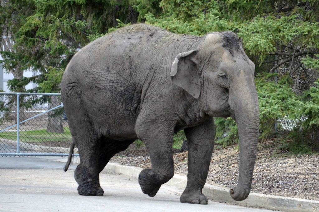 https://mdw-travel-data-us-east-1.s3.amazonaws.com/img/country/Canada/Edmonton-Valley-Zoo/img_01.jpg