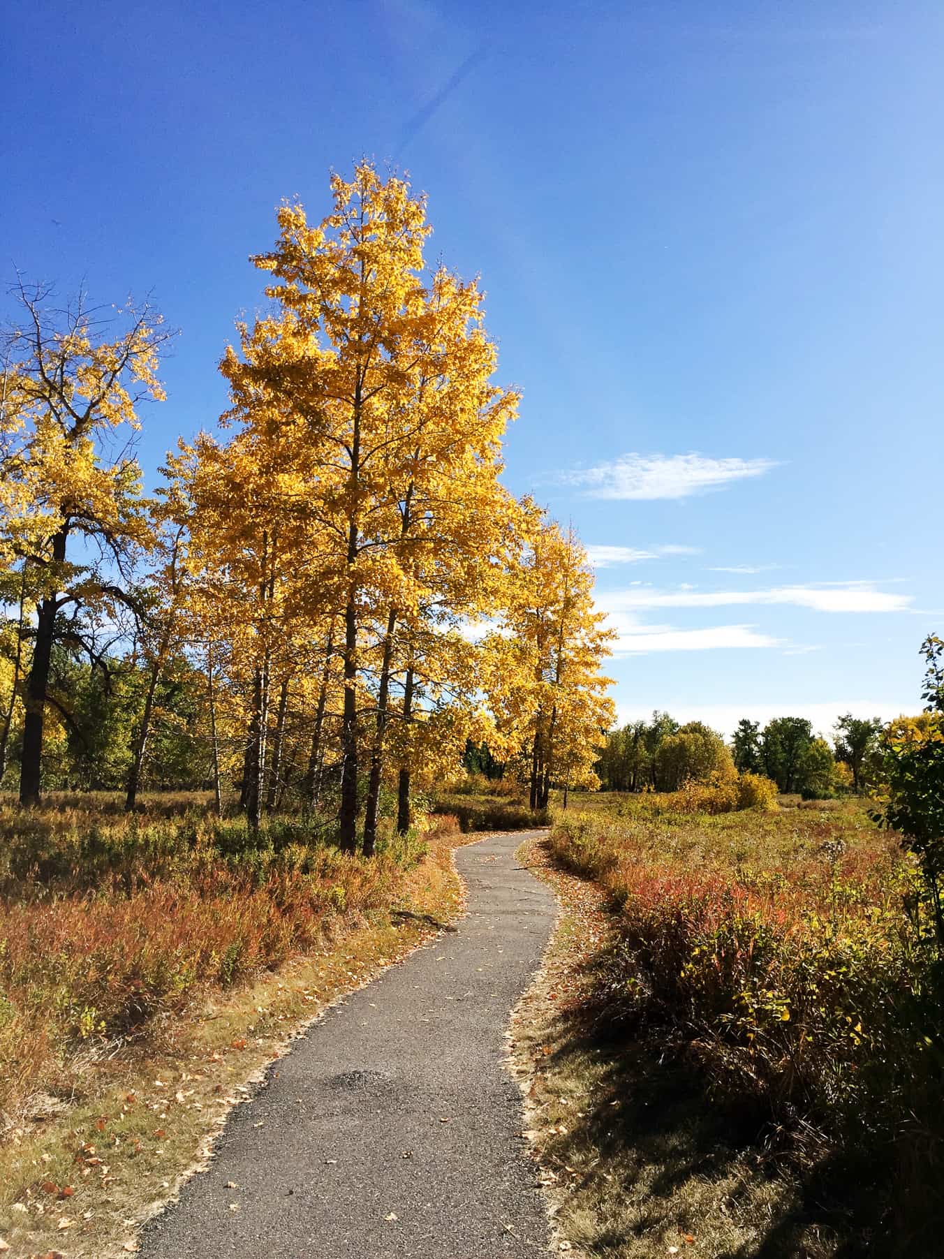 https://mdw-travel-data-us-east-1.s3.amazonaws.com/img/country/Canada/Fish-Creek-Provincial-Park/img_01.jpg