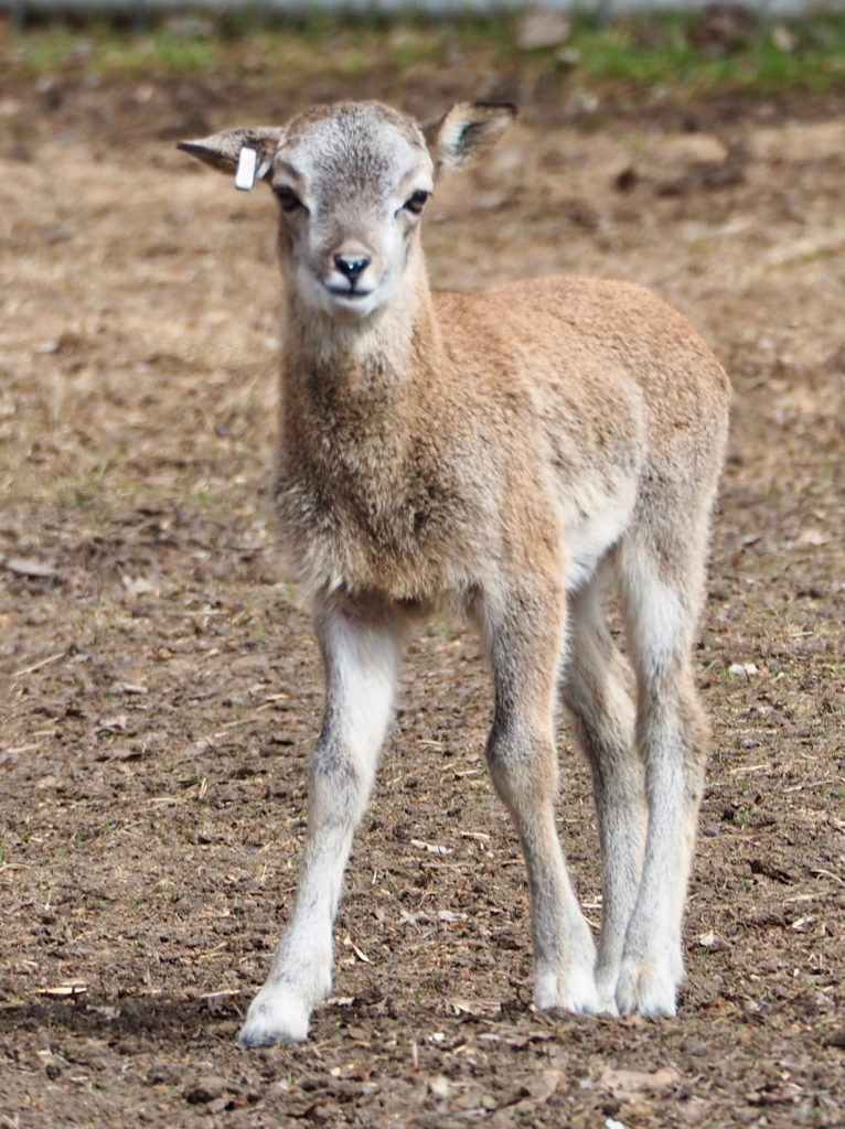 https://mdw-travel-data-us-east-1.s3.amazonaws.com/img/country/Canada/Forestry-Farm-Park-and-Zoo/img_00.jpg