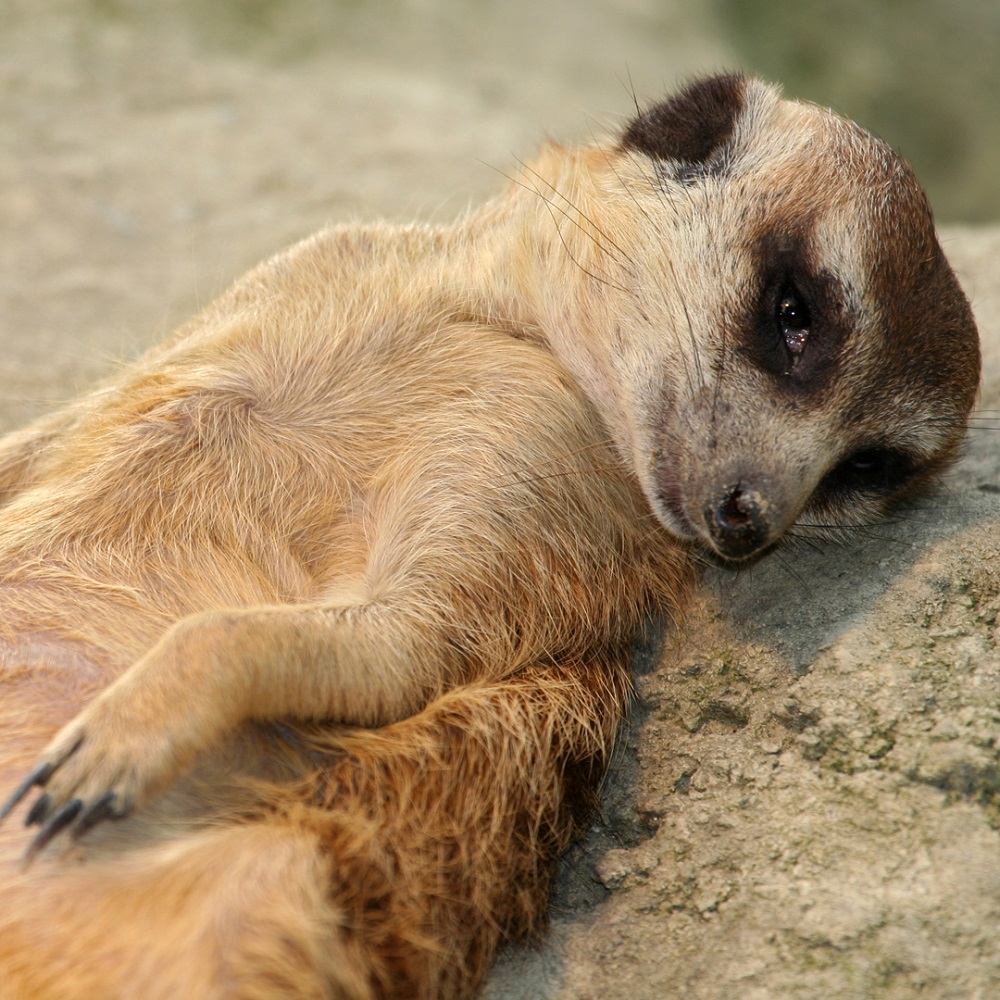 https://mdw-travel-data-us-east-1.s3.amazonaws.com/img/country/Canada/Forestry-Farm-Park-and-Zoo/img_03.jpg
