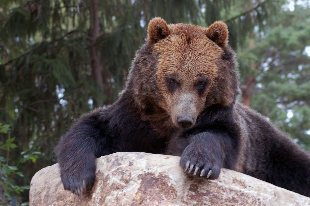 https://mdw-travel-data-us-east-1.s3.amazonaws.com/img/country/Canada/Forestry-Farm-Park-and-Zoo/img_04.jpg