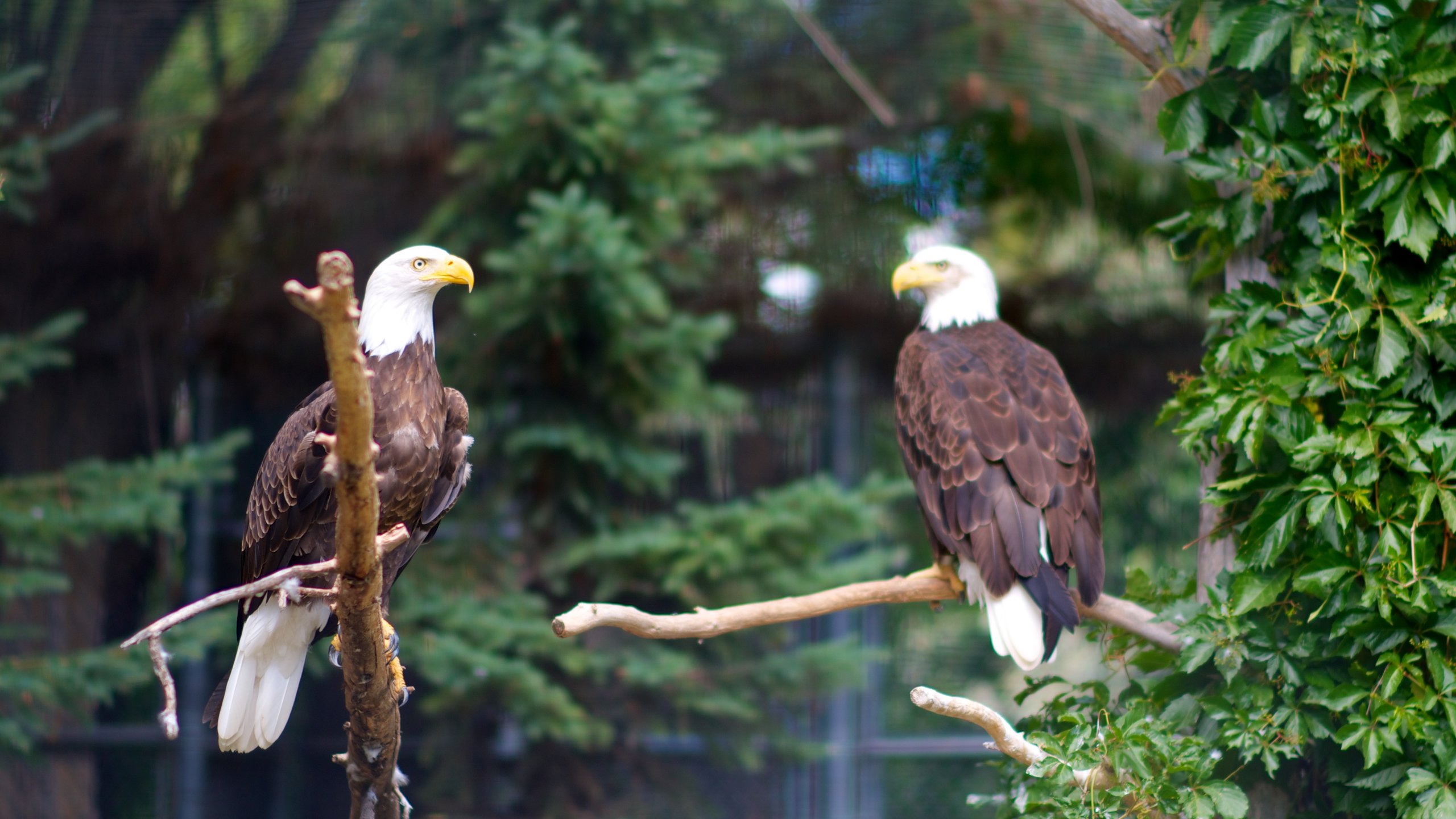 https://mdw-travel-data-us-east-1.s3.amazonaws.com/img/country/Canada/Forestry-Farm-Park-and-Zoo/img_05.jpg