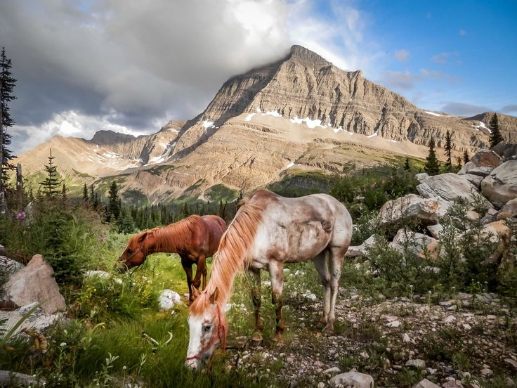 https://mdw-travel-data-us-east-1.s3.amazonaws.com/img/country/Canada/Kakwa-Wildland-Provincial-Park/img_01.jpg