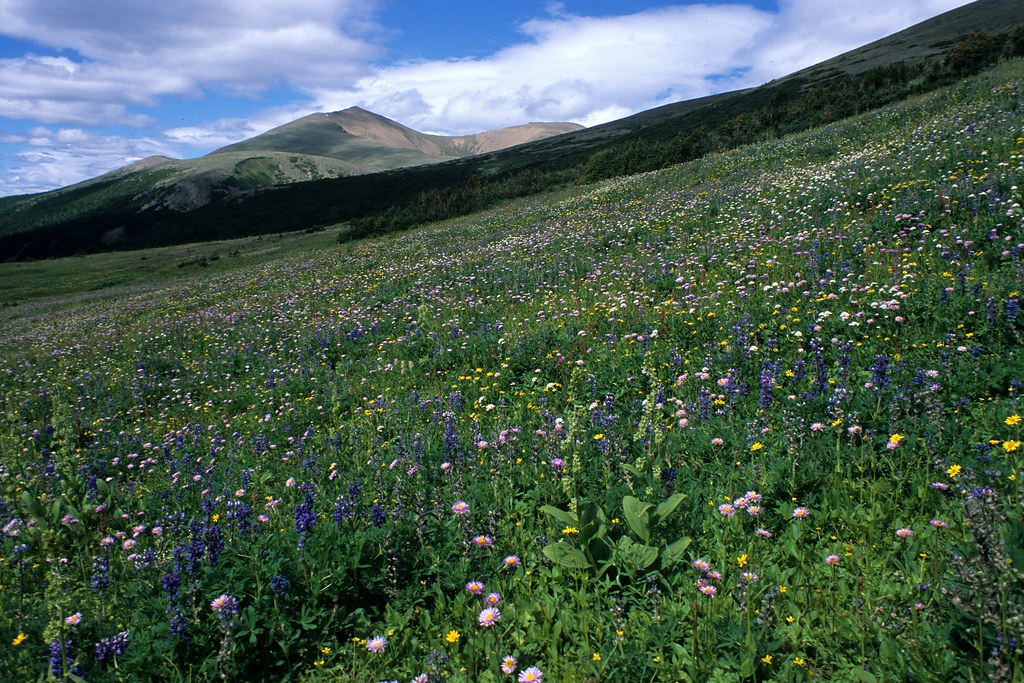https://mdw-travel-data-us-east-1.s3.amazonaws.com/img/country/Canada/Kakwa-Wildland-Provincial-Park/img_05.jpg