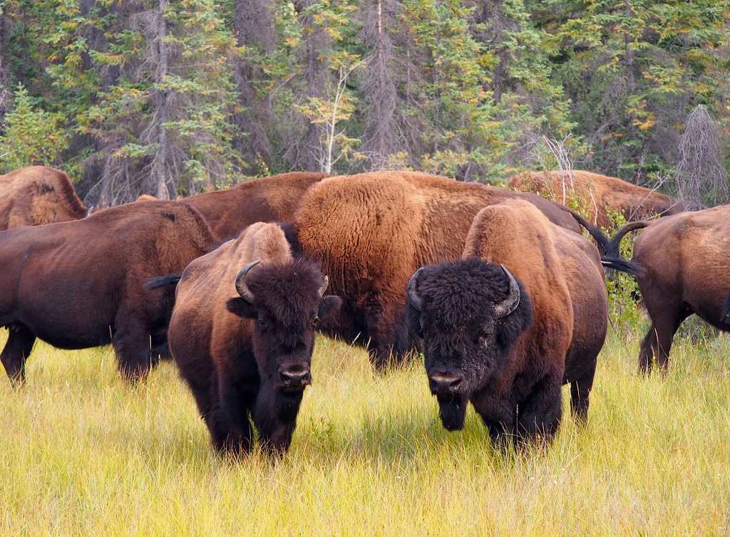 https://mdw-travel-data-us-east-1.s3.amazonaws.com/img/country/Canada/Mackenzie-Bison-Sanctuary/img_01.jpg