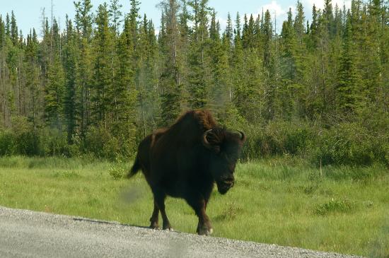 https://mdw-travel-data-us-east-1.s3.amazonaws.com/img/country/Canada/Mackenzie-Bison-Sanctuary/img_02.jpg