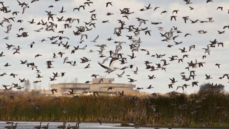 https://mdw-travel-data-us-east-1.s3.amazonaws.com/img/country/Canada/Oak-Hammock-Marsh-Interpretive-Centre/img_01.jpg