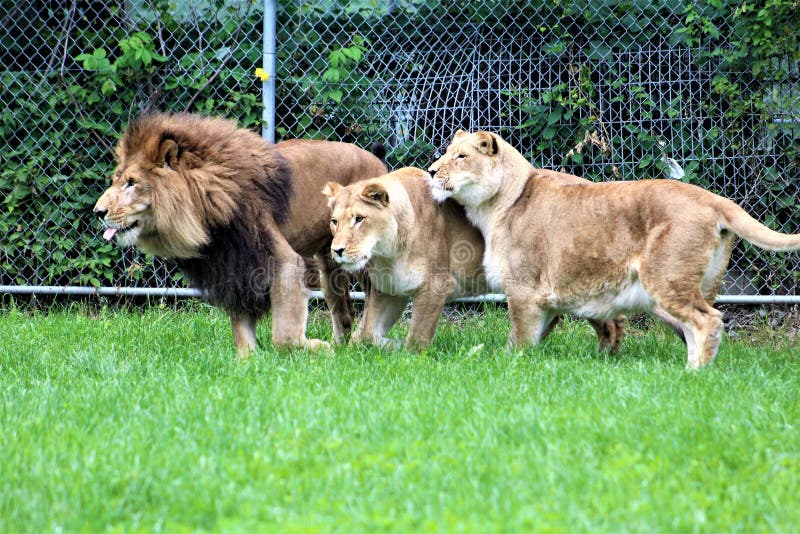 https://mdw-travel-data-us-east-1.s3.amazonaws.com/img/country/Canada/Parc-Safari/img_03.jpg