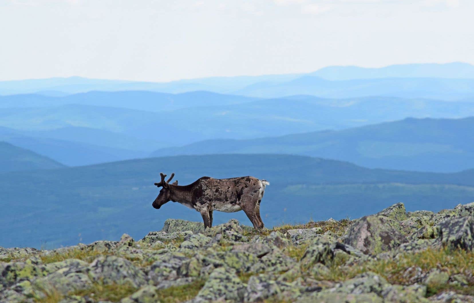 https://mdw-travel-data-us-east-1.s3.amazonaws.com/img/country/Canada/Parc-national-de-la-Gaspesie/img_03.jpg