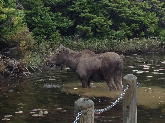 https://mdw-travel-data-us-east-1.s3.amazonaws.com/img/country/Canada/Pippy-Park/img_01.jpg