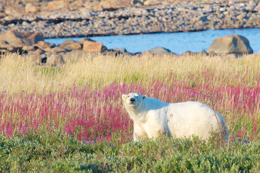https://mdw-travel-data-us-east-1.s3.amazonaws.com/img/country/Canada/Polar-Bear-Capital-of-the-World/img_02.jpg