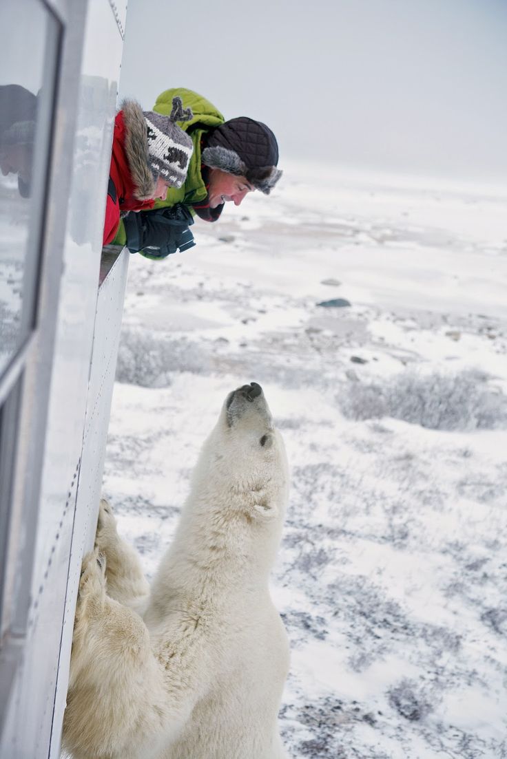 https://mdw-travel-data-us-east-1.s3.amazonaws.com/img/country/Canada/Polar-Bear-Capital-of-the-World/img_03.jpg