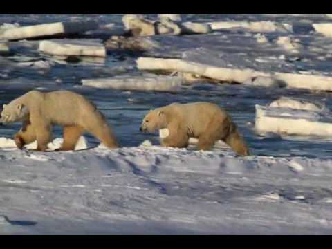 https://mdw-travel-data-us-east-1.s3.amazonaws.com/img/country/Canada/Polar-Bear-Capital-of-the-World/img_04.jpg