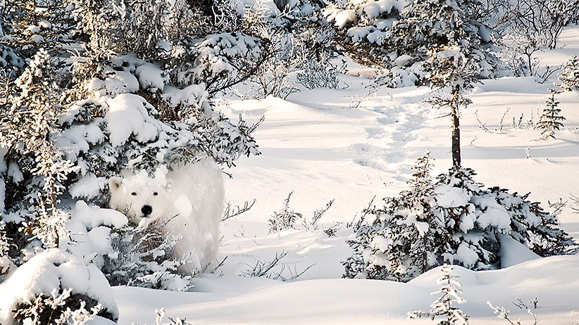 https://mdw-travel-data-us-east-1.s3.amazonaws.com/img/country/Canada/Polar-Bear-Capital-of-the-World/img_05.jpg
