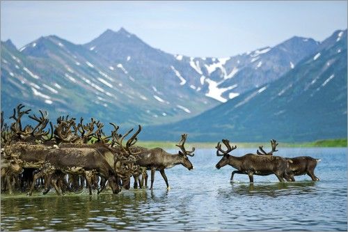 https://mdw-travel-data-us-east-1.s3.amazonaws.com/img/country/Canada/Reindeer-Migration/img_01.jpg