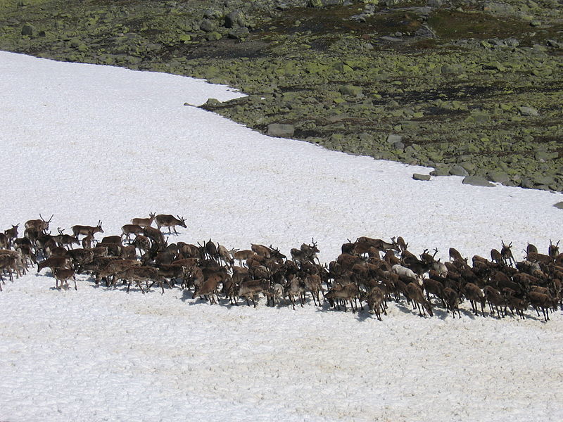 https://mdw-travel-data-us-east-1.s3.amazonaws.com/img/country/Canada/Reindeer-Migration/img_03.jpg